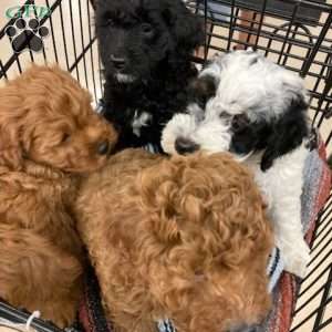 Pinto, Cavalier King Charles Mix Puppy